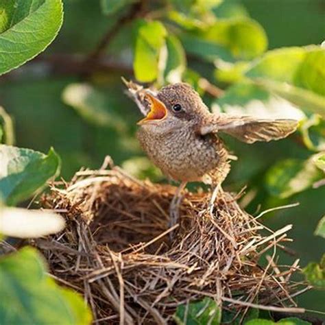 Bird learning