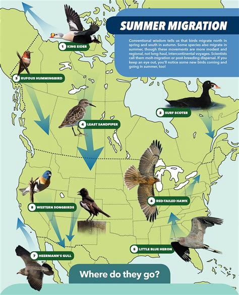 Migration patterns of bird species