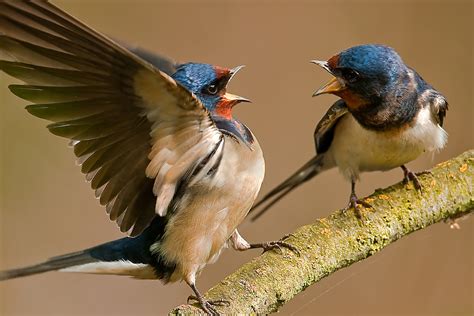 Bird social behavior