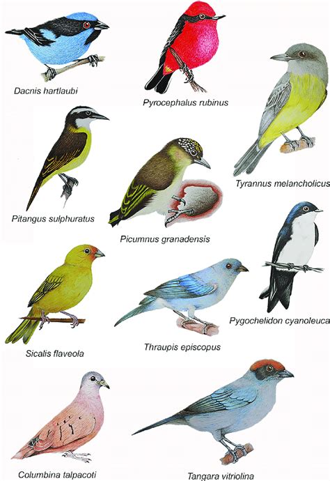 Diversity of bird species and their wing bones