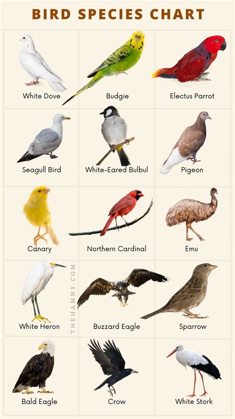 Bird species pictures for kids