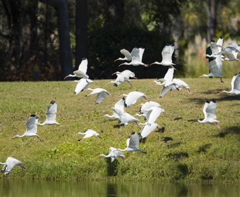 A bird-watcher scanning the skies for species on Hilton Head Island