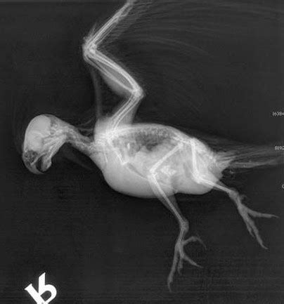 Bird X-Ray Printable