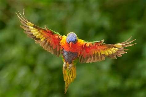 Birds flying in different environments