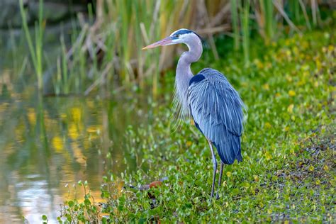 Birds in the Great Dismal Swamp