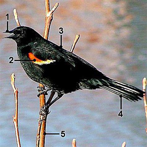 Birds with red wing tips behavior