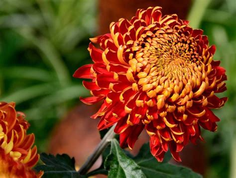 Chrysanthemum birth flower