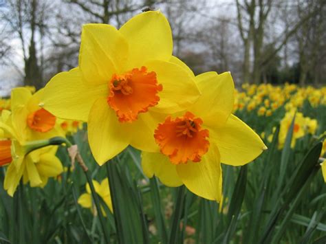 Daffodil birth flower