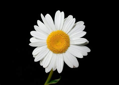 Daisy birth flower