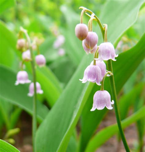 Lily of the valley birth flower