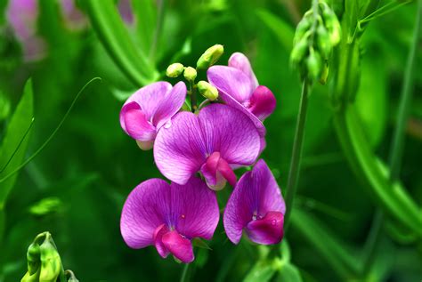 Sweet pea birth flower