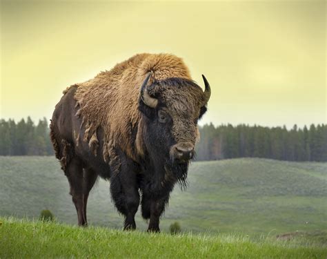 Bison behavior and social structures