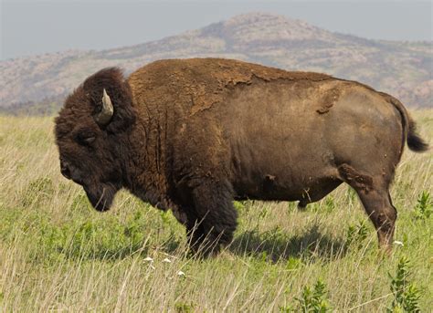 Bison physical characteristics