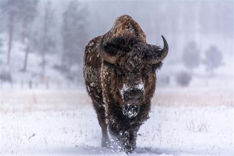 Bison and climate change