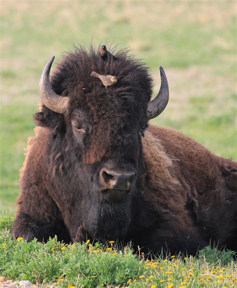 Bison conservation efforts in national parks