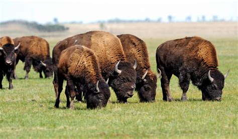 Bison conservation efforts