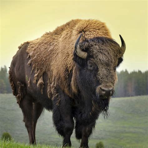 Bison cultural significance