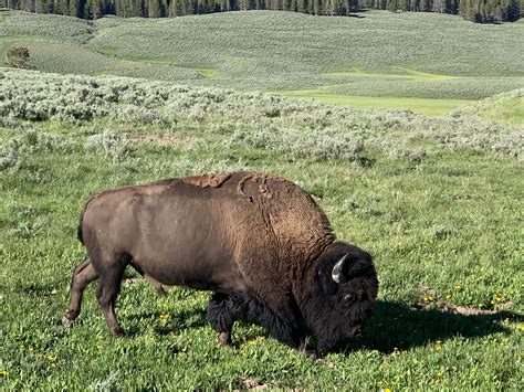 Bison grazing habits