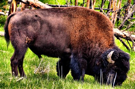 Bison Grazing in the Prairie