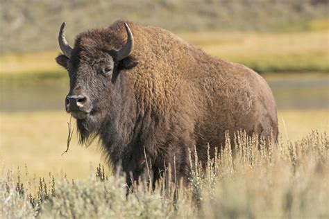 Bison habitat loss and fragmentation