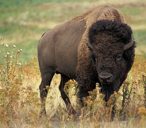 Bison habitat and distribution