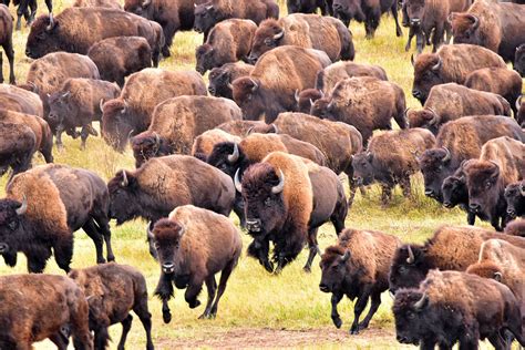 Bison Herd in Migration