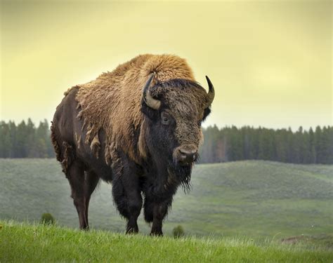 Bison drinking from a water source