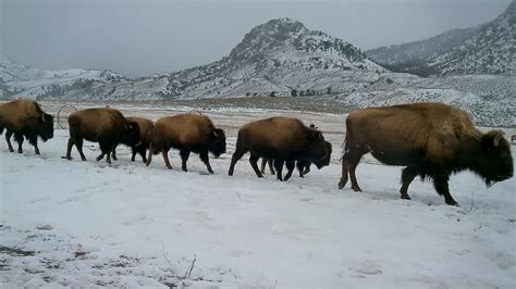 Sustainable Bison Management Practices