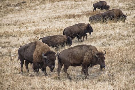 Bison preservation and protection