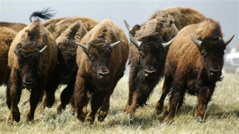 Bison research