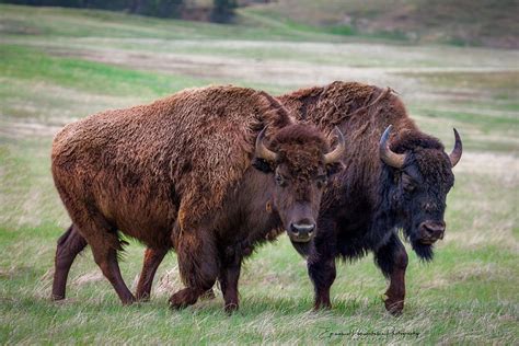 Bison roaming in the wild