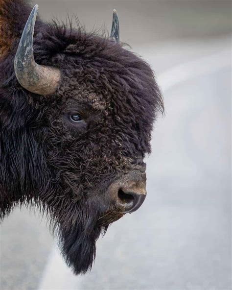 Threats facing bison populations