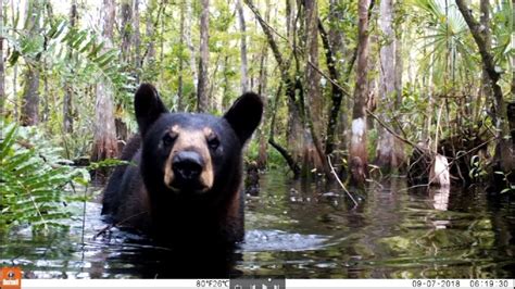 Black Bear in the Great Dismal Swamp