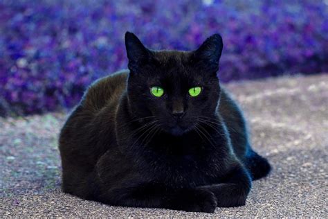 Black cat