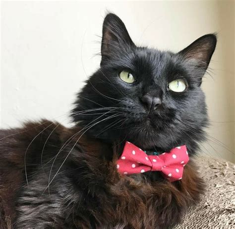 Black Cat Bow