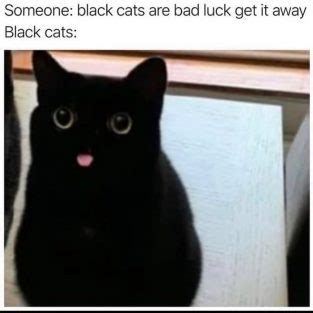 Black Cat Meme Template Inspiration