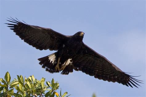 Black Hawk helicopter in flight