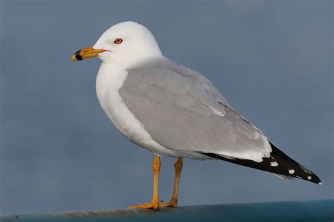 Black Sea Seagulls