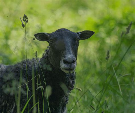 Black Sheep Symbolism