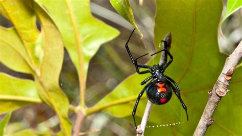 Black Widow Leaf Tattoo