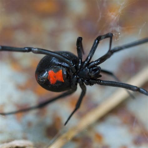 Black Widow Spider Tattoo