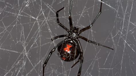 Black Widow Web Tattoo