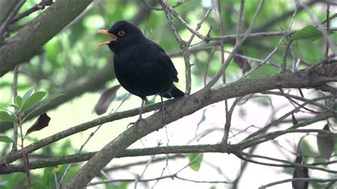 Blackbird Alarm Call