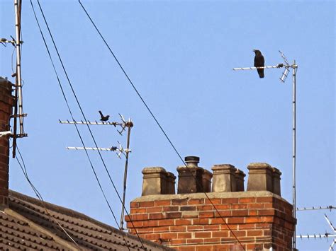 Blackbird Alarm Call Sound and Research