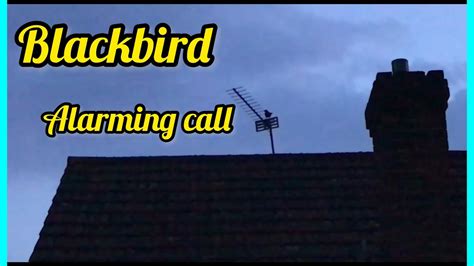 Blackbird Alarm Call Sound in Different Contexts