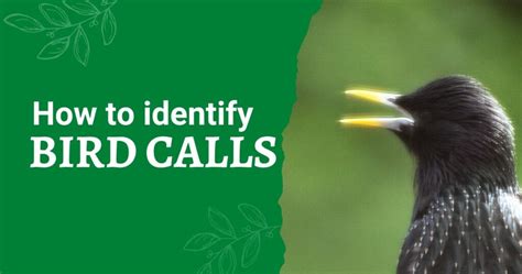 Blackbird Call Identification Guide