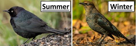 Characteristics of Blackbird Calls