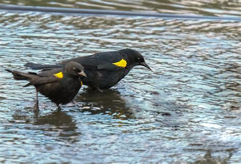 Blackbird Conservation