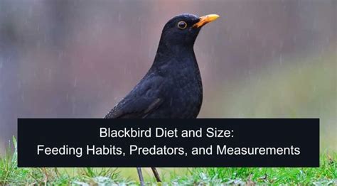 Blackbird Diet