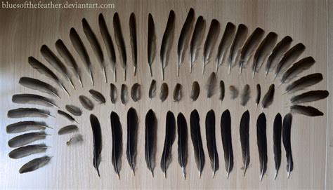 Blackbird Feathers